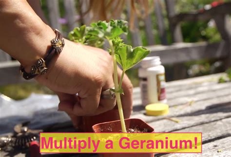 Today i'm going to show you how to root plant cuttings in water. GERANIUMS: Propagating from cuttings | Propagating ...