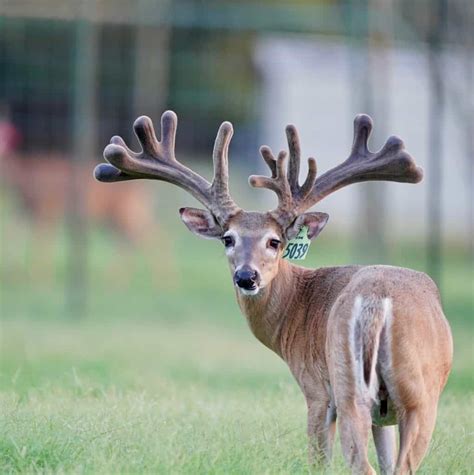 M3 Whitetails Mcnificent During The Golden Hour Deer Breeder In