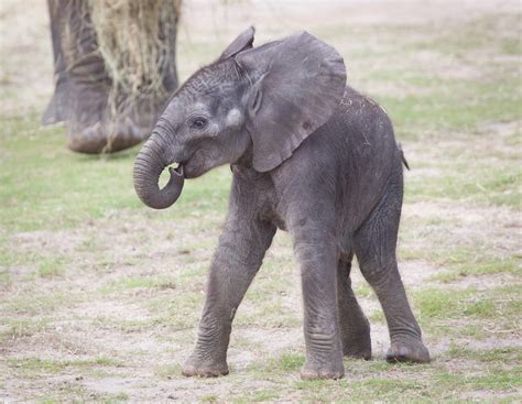 Baby African Elephant Lowry Park Zoo Matthew Paulson