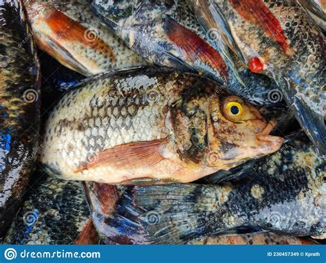 Pile Of Freshly Harvested Tilapia Fish With Ice Cubes Ready For Sale In