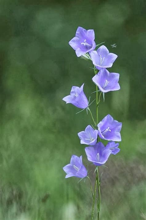 Packed with recipes, decorating tips, entertaining ideas, and travel guides, we guarantee to deliver the best of the south right to you. 78 best images about flowers that start with C on ...