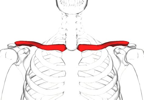 Clavicle Human Collar