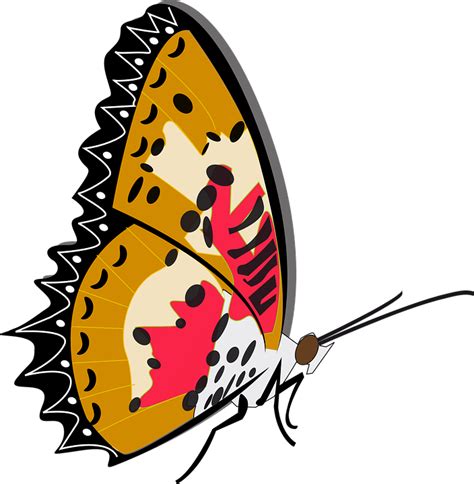 Schmetterling Insekt Kostenlose Vektorgrafik Auf Pixabay Pixabay