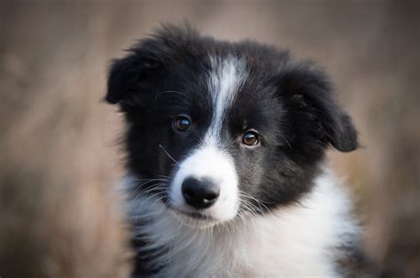 The Complete List Of 250 Brilliant Border Collie Names My Pets Name