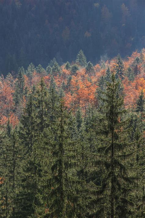 148 Coniferous Deciduous Mountain Forest Autumn Colors Stock Photos