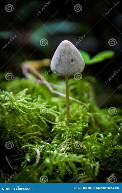 Closeup Of Liberty Cap Mushroom Growing In Moss Stock Image Image Of