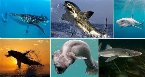 15 Facts That Prove Sharks Are Actually Pretty Awesome Creatures