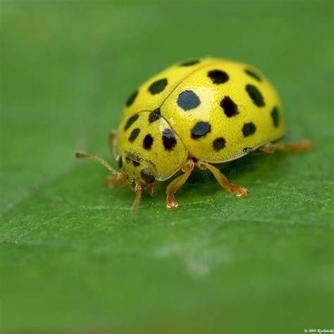 The egg was prey big, smaller than my fingernail but big enough. Yellow Ladybugs | Yellow ladybug | Beautiful bugs, Spotted ...