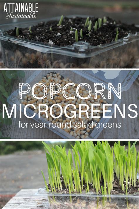 Growing Organic Popcorn Microgreens Is Easy And Fast Start Them Today