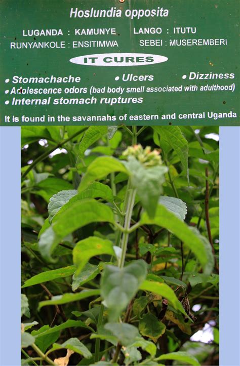 Traditional African Medicine Plants Uganda Albis Photos