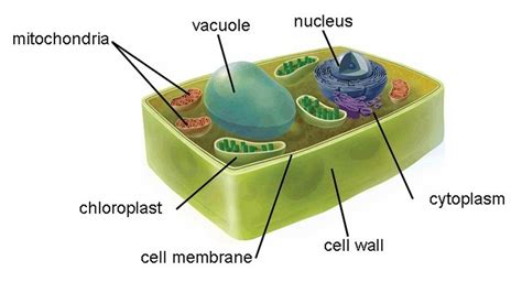 Plant Cell Diagram 5th Grade Cool Home Ideas Cool Home Ideas