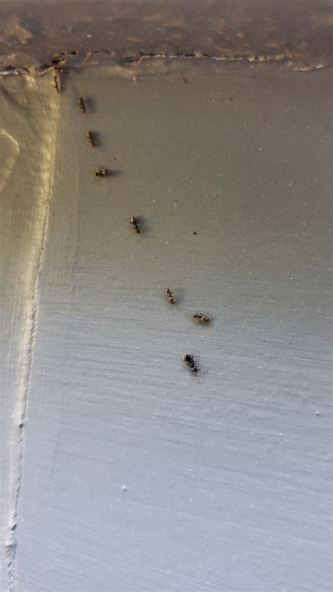 Ant Control By Little Black Sugar Ants And Big Black Carpenter Ant