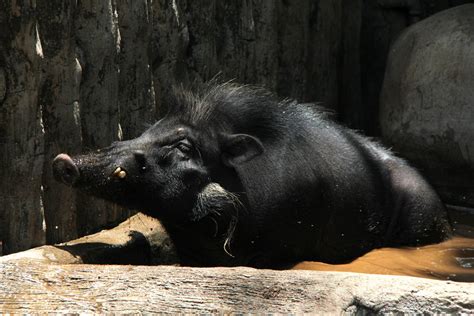 Philippine Warty Pig Sus Philippensis Zoochat