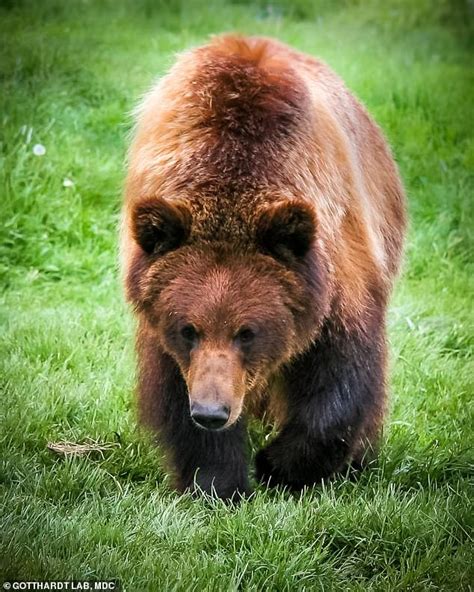 Muscles named for their size. Hibernating grizzly bears hold the key to stopping muscles ...