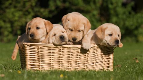 Tales of a lab puppy. Australia Now Has a Free Puppy Subscription Service | Mental Floss