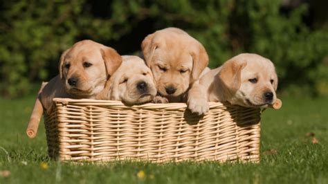 The powerful first 12 weeks that can shape your puppy's future: Australia Now Has a Free Puppy Subscription Service ...