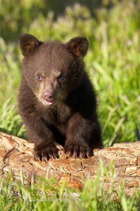 American Black Bear Male Cub Ursus Americanus Photo 12273