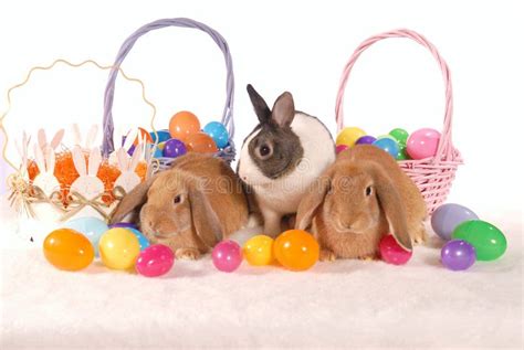 Easter Bunnies And Eggs Stock Photo Image Of Colour Cute 2134322