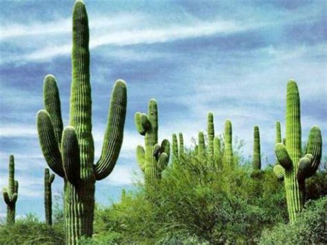 The state flower of arizona. Amazing Saguaro Cactus Of Sonoran Desert | Funzug.com