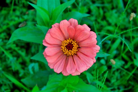 Pibk238000 brekina fiat 238 red van pumpkin 1/87 brand: Free photo: Little Pink Flowers - Wallpaper, Tile, Flower ...