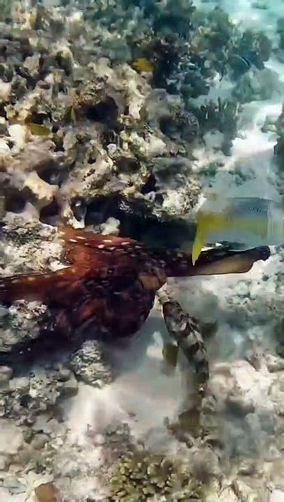 Octopus Punches A Fish Video Dailymotion