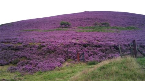 Now Is The Time To Enjoy The Beautiful Heather Moorlands Around