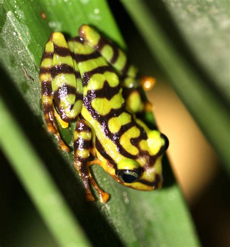 'Spectacular-looking' endangered frog species discovered in Ecuador's ...