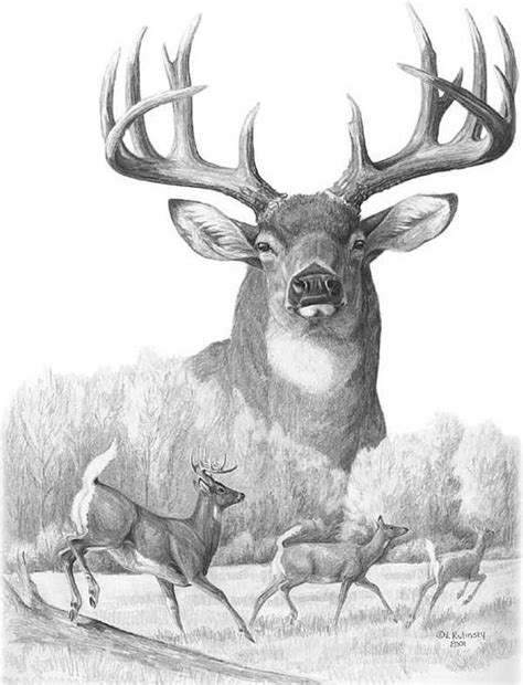 From this point on, press harder with your pencil to get a more step 8: http://fineartamerica.com/featured/north-american-nobility ...