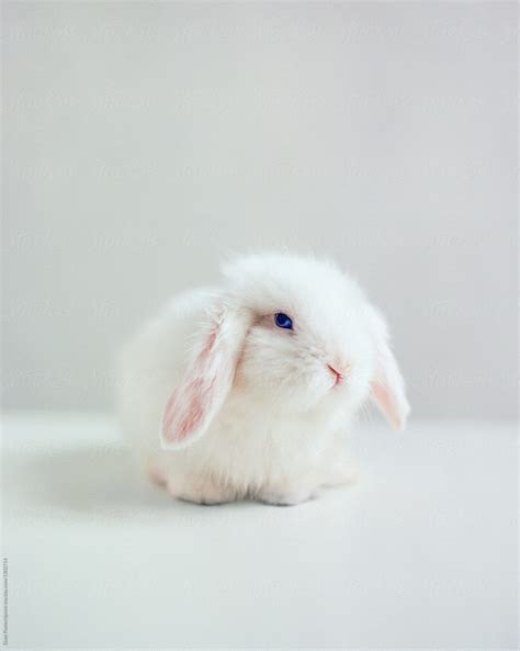 White Fluffy Rabbit By Duet Postscriptum Bunny Rabbit