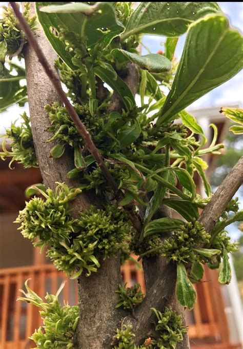 Xtremehorticulture Of The Desert Problems With Crepe Myrtle In North