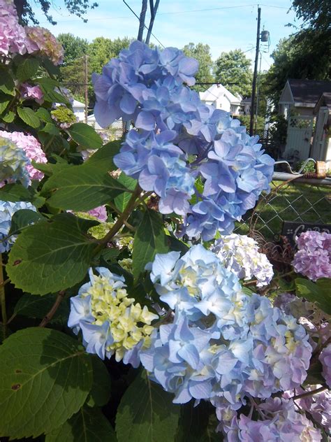 Nikko Blue Hydrangea | Nikko blue hydrangea, Blue hydrangea, Hydrangea