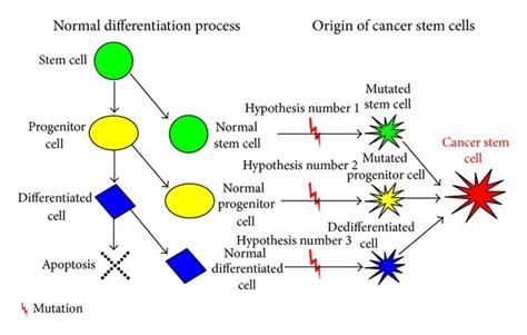 Hypothesis Suggesting Origin Of Cancer Stem Cells In The Process Of