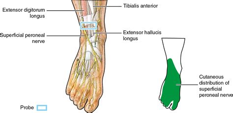 Peroneal Nerve Anatomy Anatomical Charts And Posters