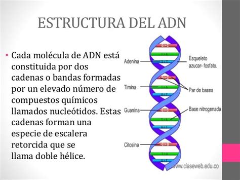 Estructura Y Funcion Del Adn Molecula Del Adn Molecula De Adn