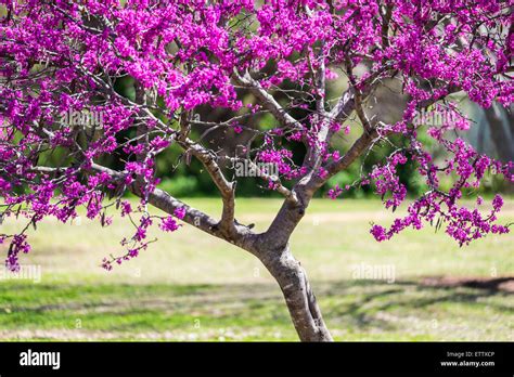 An Eastern Redbud Tree Cercis Canadensis In Spring Bloom The Redbud