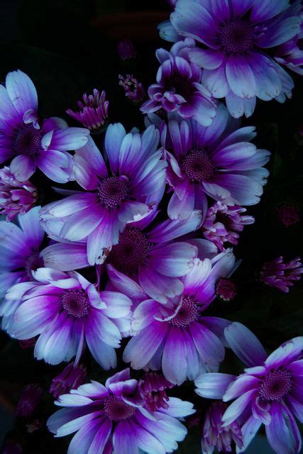 Purple Winter Flowers Vlr Eng Br