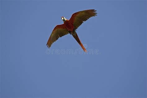 Scarlet Macaw Ara Macao In Flight Los Lianos In Venezuela Stock