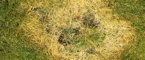 Brown Patches In Lawn Common Causes And Prevention For A Healthy Lawn