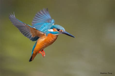 A Blue And Orange Bird Flying Through The Air