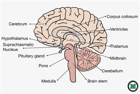 Sagittal View Of The Human Brain Labeled Sagittal Brain Transparent