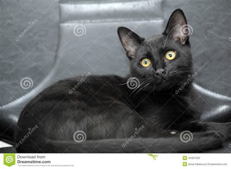 Black Cat With Yellow Eyes Stock Image Image Of Curiosity