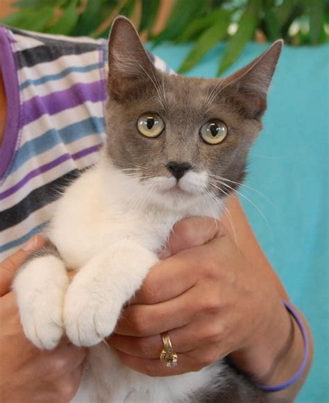 Patrice And Her 8 Baby Kittens Debut For Adoption Today