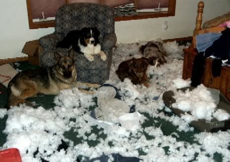 Well, this is how i turned my corner. Destructive Dogs and chewing - Pet Samaritans