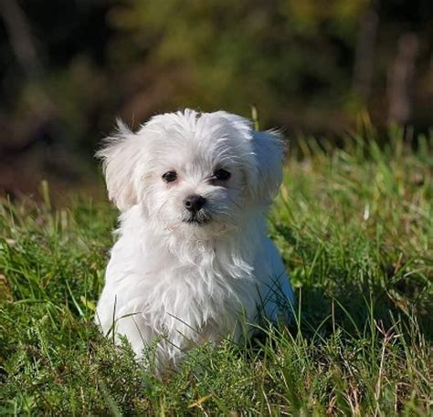 8 Awesome Maltese Mixes The Cutest Cuddliest Maltese Mixed Breeds