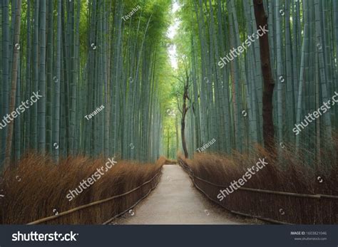 Road Trail Or Path Way At Japanese Bamboo Forest At Arashiyama In
