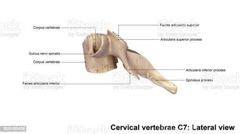 Cervical Vertebrae C7 Lateral View Stock Photo Download Image Now