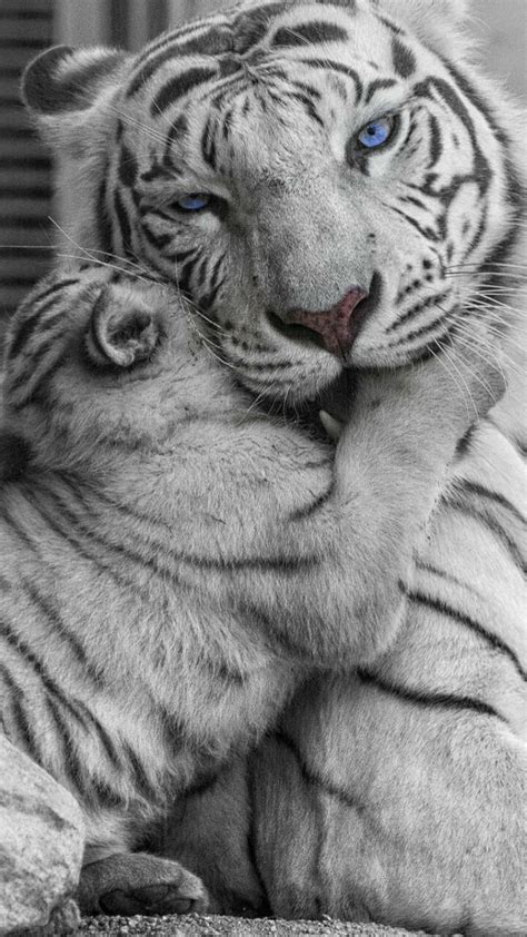 Pin By Kathy Kerr On Tigers Cute Wild Animals Gorgeous Cats Tiger