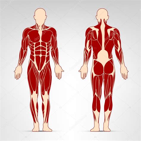 Dibujo De Musculos Del Cuerpo Humano Loyen Images And Photos Finder