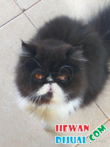 [Dijual] Kucing Persia Peaknose Long Hair Non Ped | HewanDijual.com