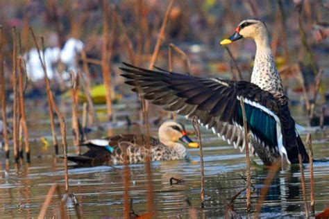 Migratory Birds In Delhi